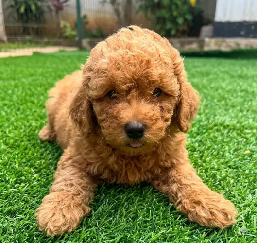 Poodle Toy Red