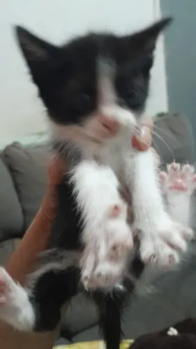 Doação de gatinhos filhotes