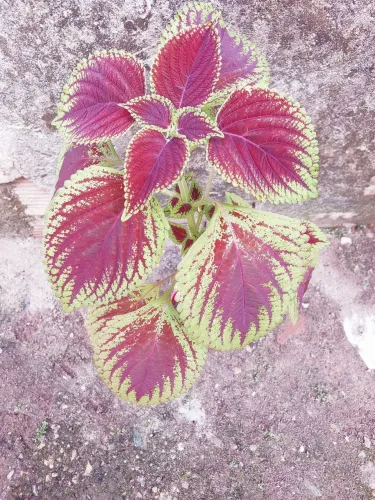 Planta coleus