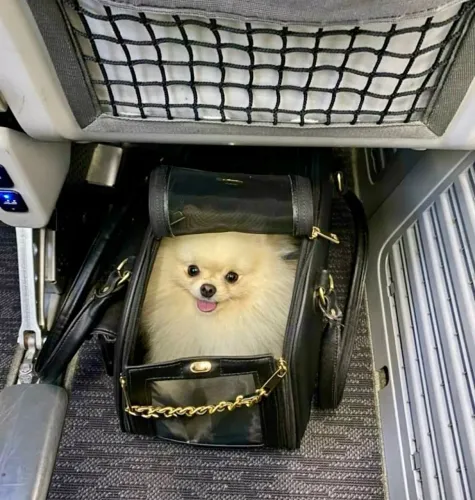 Bolsa de Transporte para Pet Theodoro?s Pet G | Única dona | Usada poucas vezes