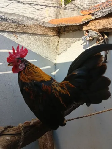 Galo serama
