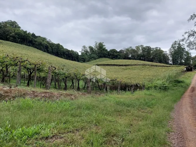 Terra de 4.5 ha em São Valentim Bento Gonçalves
