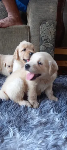 Filhotes de Golden Retriever Vacinados