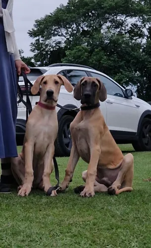 Filhotes de Dogue Alemão