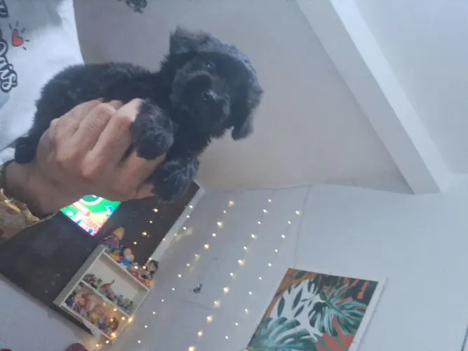 Poodle micro toy 300