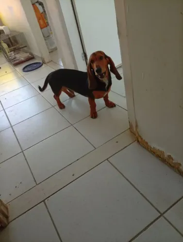 Lindo cachorro