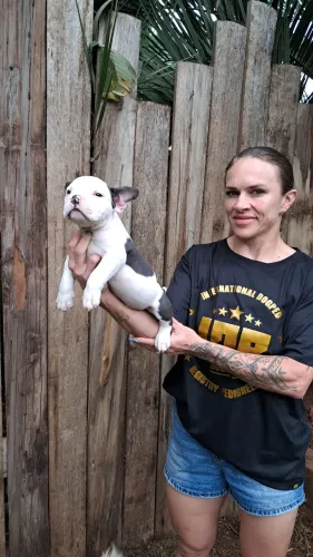 Filhotes Micro Bullys