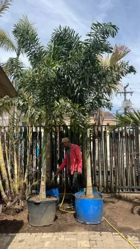 Palmeira Rabo de Raposa ?