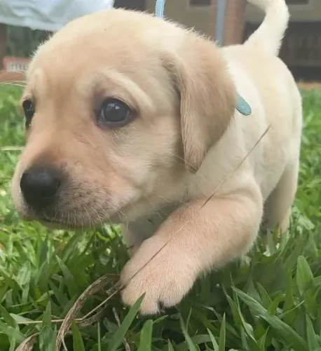 Filhote de Labrador muito fofo