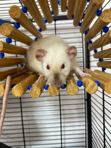 Ratos Twister siamês 