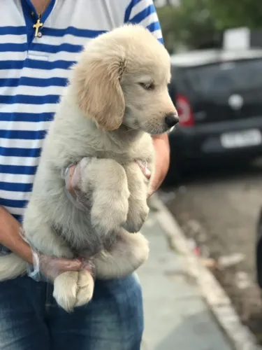 Macho de Golden retriever cor dourada com 58 dias vacinado e com pedigree com garantias
