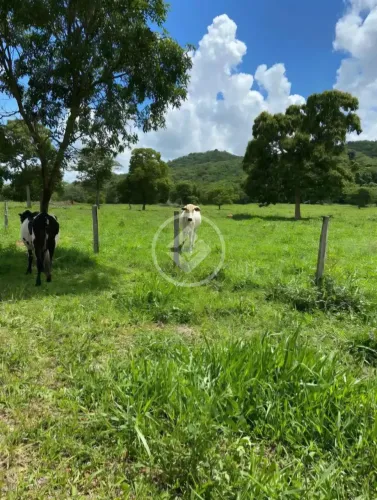 Fazenda 14.5 alqueires há 8.5 kms de Fazenda Nova-GO codigo: 155855