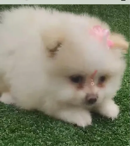 Spitz Alemão fofinho