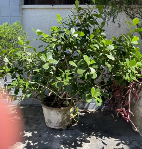 Vendo essa planta