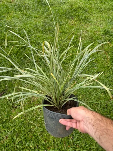Liriopolis variegata 