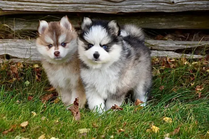 Pomsky à Venda com entrega em 3 dias ?