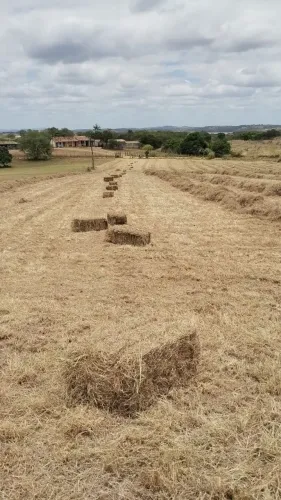 Feno Transvala