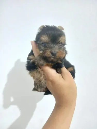 Filhote Yorkshire Terrier, O melhor amigo que você pode ter está te esperando!
