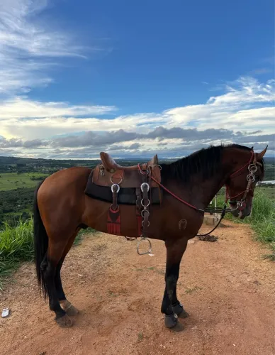 Cavalo mangalarga marchador