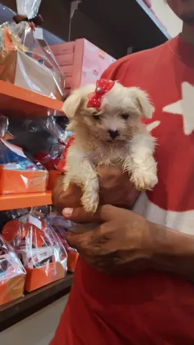 Filhote Maltês, Seu Novo Melhor Amigo Está a Um Passo de Você!
