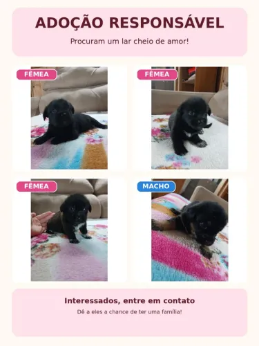 Cachorrinhos para doação