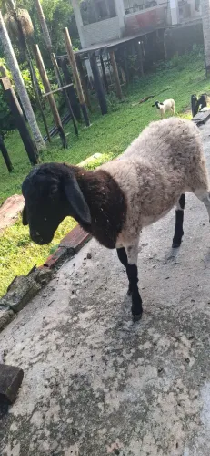 Carneiro Dorper 4 Meses em Parelheiros sp