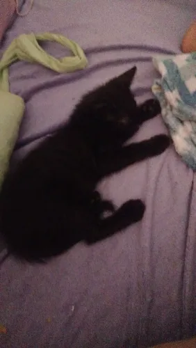 Doação de gatonho