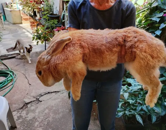 Filhote de coelho gigante 