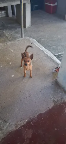 Filhote de pinsher 6 meses Macho