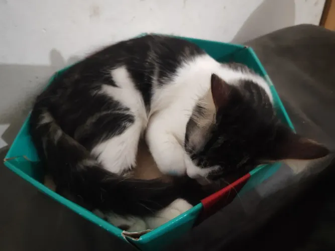 Doa-se gato macho