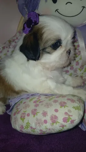 Fêmea de shih tzu c/Pedigree
