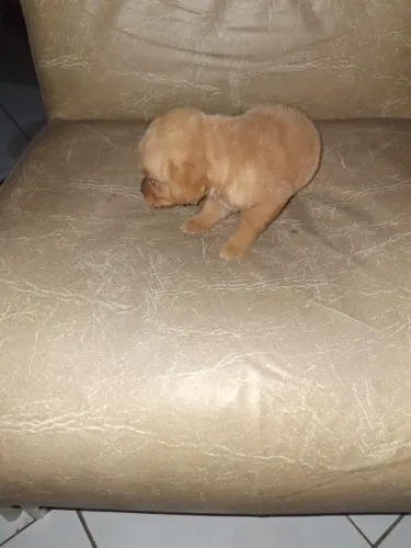 Cachorra ladradora