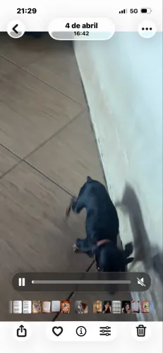 Pinscher fêmea zero