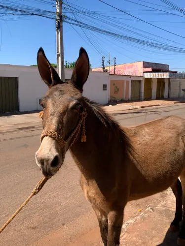 burro top a venda