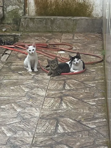 Adoção responsável