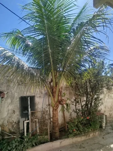 Coqueiro 4 metros