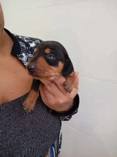 Dachshund salsicha ( Basset ) macho e fêmea