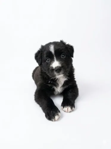 Border collie 1mes macho 