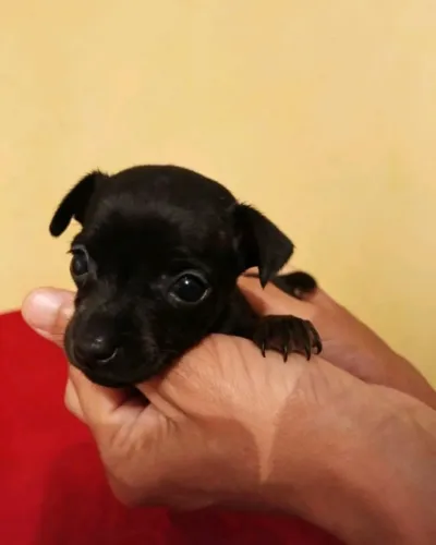 Pinscher machinho zero com 1 preto com canela