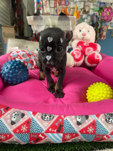 Pinscher fêmea $2.300,00