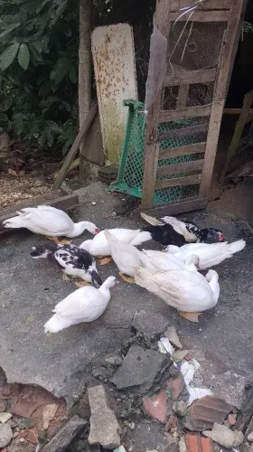 Patos machos e fêmeas,vendas 