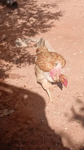 Venda de Galinhas caipira