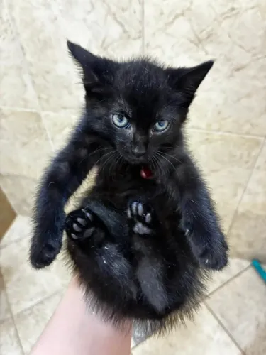 Gatinha Preta para Adoção Solidária