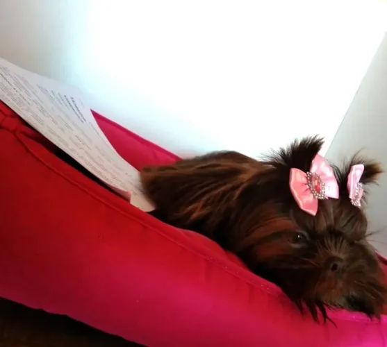 Mine shih tzu femea