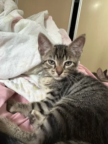 Doação responsável!! gatinhos 2 meses