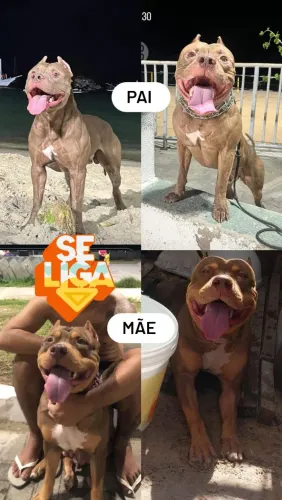 Filhote femea de pit monster