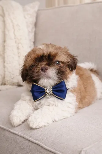 Shih Tzu lindos bebês disponíveis