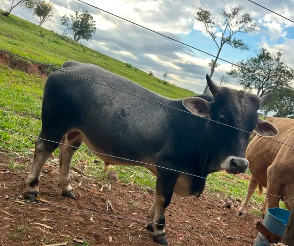 Lindo mini boi