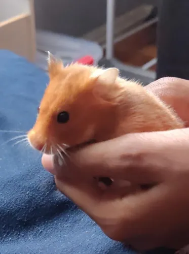 DOAÇÃO HAMSTER