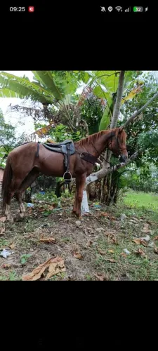 Égua mansa de cela